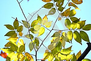 Japanese zelkova (Zelkova serrata) yellow leaves. Ulmaceae deciduous tree.