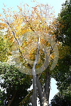 Japanese zelkova (Zelkova serrata) yellow leaves. Ulmaceae deciduous tree.