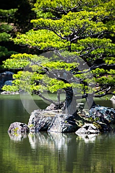 Japanese zen garden in kinkakuji temple park, Kyoto