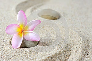 Japanese zen garden meditation stones and frangipani