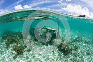 Japanese Zero Plane Underwater in Palau