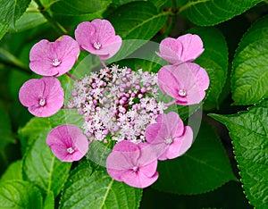 Japanesse flower
