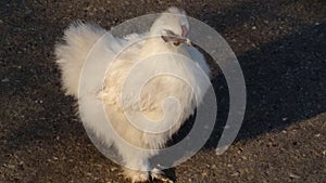 Japanesse hen photo