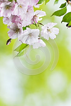 Japanesse sakura blossom photo