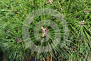 Japanise White Pine Brevifolia