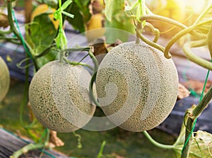 Japanness melons or canary melon or green melons or cantaloupe melons on tree