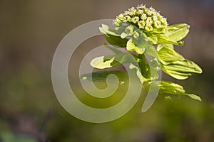 Japans hoefblad, Giant Butterbur, Petasites japonicus