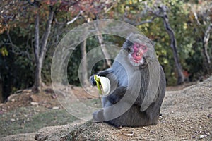 A Japans monkey is eating a banana