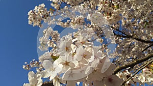 Japanse Cherry Blossem 3 photo