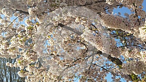 Japanse Cherry Blossem 4 photo
