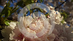 Japanse Cherry Blossem 5 photo