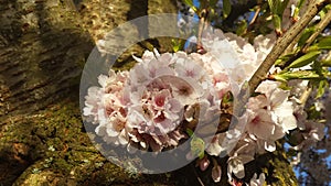 Japanse Cherry Blossem 6 photo