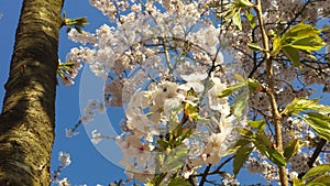 Japanse Cherry Blossem 7 photo