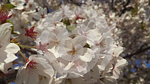 Japanse Cherry Blossem photo