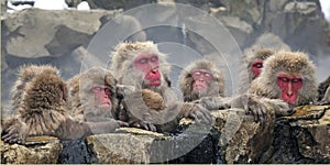 Japanse Makaak, Japanese Macaque, Macaca fuscata