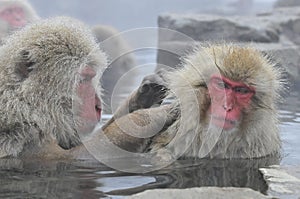 Japanse Makaak, Japanese Macaque, Macaca fuscata