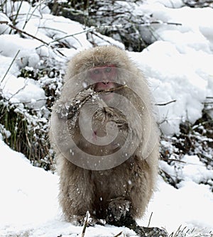 Japanse Makaak, Japanese Macaque, Macaca fuscata