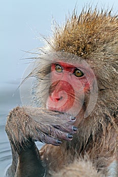 Japanse Makaak, Japanese Macaque, Macaca fuscata