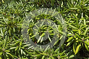 Japenese azalea plant from the heath family - ericaceae