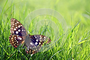 Japenese Emperor Butterfly in Green Grass Background
