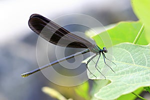 Japenese graceful damselfly