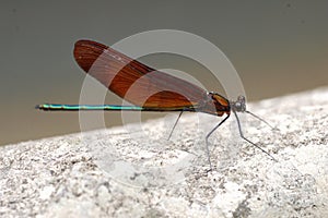 Japenese graceful damselfly