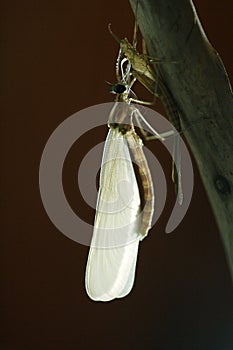 Japenese graceful damselfly