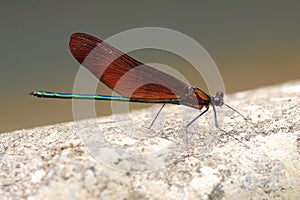 Japenese graceful damselfly