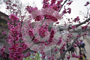 Japenese pink plum blooming