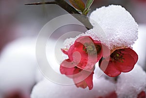 Japonica blossoms in snow