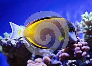 Japonicus fish photo