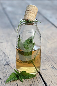 Jar with alcohol tincture and nettle leaves