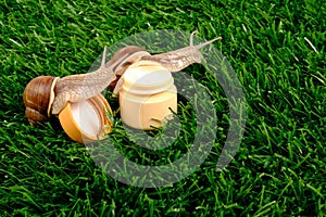 Jar with cream and snails on a background of green grass. beauty, body care cosmetics with snail mucin