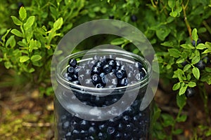 Jar of delicious bilberries in forest, closeup