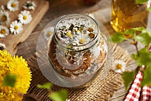 A jar filled with fresh lawn daisy flowers and cane sugar - preparation of herbal syrup