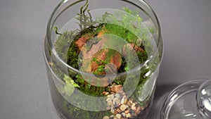 Jar florarium vase with different type of plants inside.