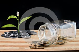 A jar full of Indian coins is lying on the table and a plant is growing on the pile of coins behind