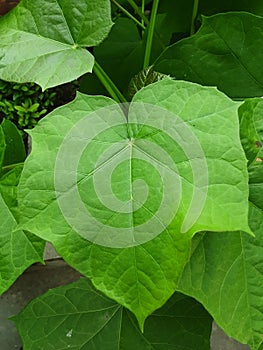 Jarak leaf