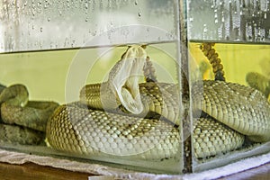 Jararaca typical Brazilian snake