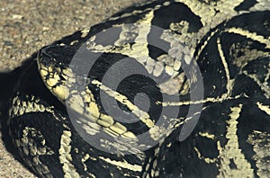 Jararacussu, a big and very poisonous south american snake. photo