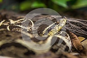 Jararacussu snake (bothrops Jararacussu) slithering on the bare