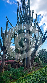 Jardim Botanico da Madeira