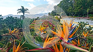 Jardim Botanico da Madeira