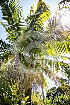 Jardin Botanico with palm tree