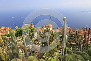 Jardin botanique d`Eze, with various cacti on foreground, aerial view, French Riviera