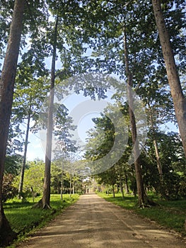 Jardin Botanique de Kisantu