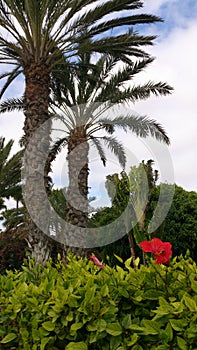 Jardin con palmeras y flor photo