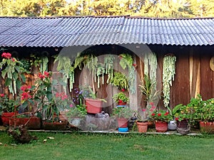 Jardin con plantas y flores en exterior del granero photo