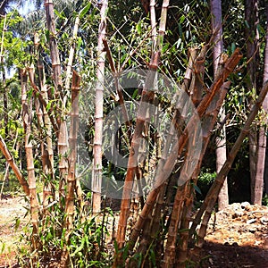 Jardin d`Essai du Hamma in Algiers