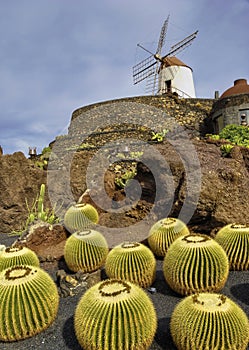 Jardin de Cactus